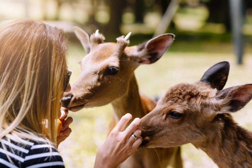 A woman feeding two baby deer from her hand.